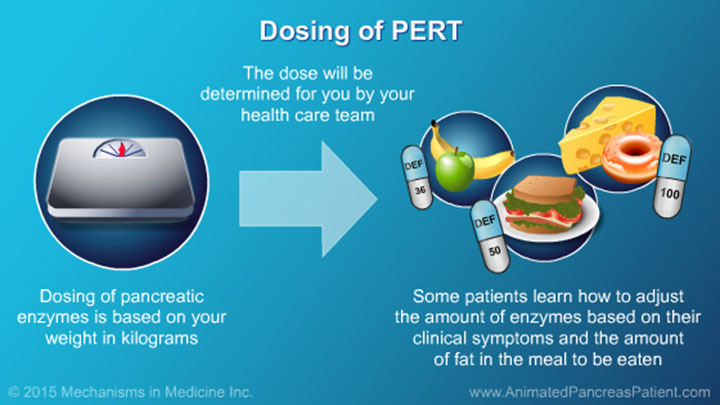 Understanding Nutrition and the Role and Benefits of PERT