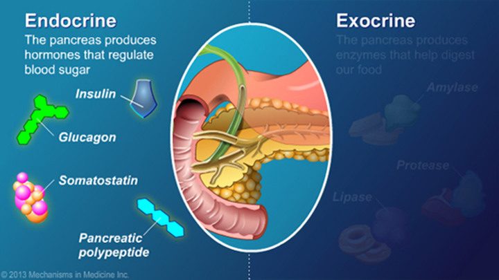 Exocrine Pancreatic Insufficiency (EPI)