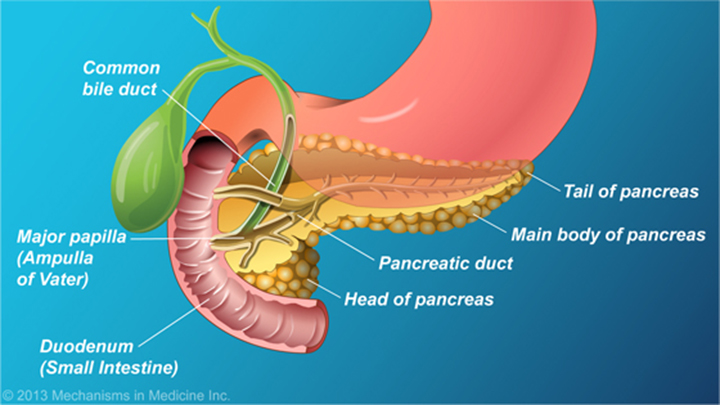 the-role-and-anatomy-of-the-pancreas