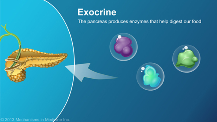 The Role and Anatomy of the Pancreas