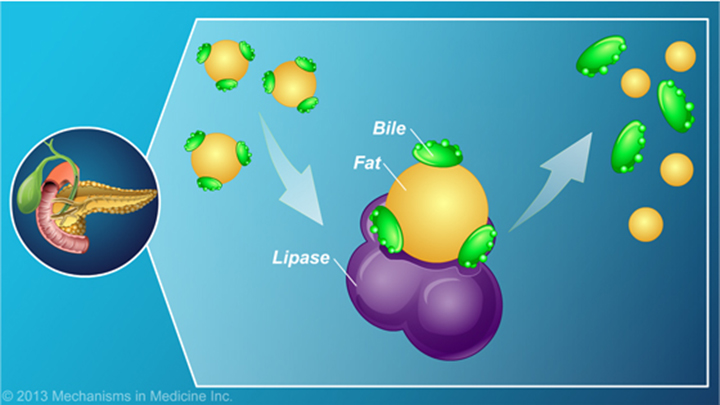 The Role and Anatomy of the Pancreas