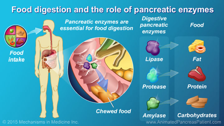 2023 Consumer s Guide to Pancreatic Enzyme Replacement Therapy PERT  Everyday Health to project 