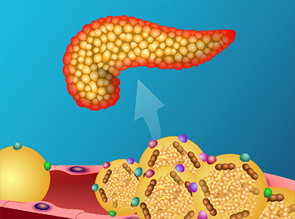 Animated Pancreas Patient