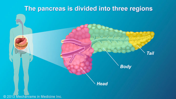 Pancreatic Cancer - Pathophysiology, Diagnosis and Staging