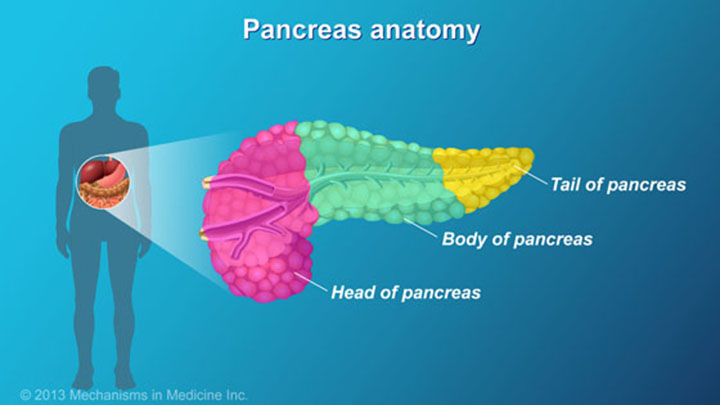 Pancreatic Cancer - Signs, Symptoms and Risk Factors