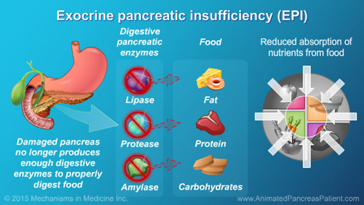 Understanding Nutrition And The Role And Benefits Of Pert